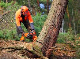  Kutztown, PA Tree Services Pros