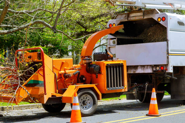 How Our Tree Care Process Works  in  Kutztown, PA