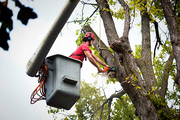 Best Fruit Tree Pruning  in Kutztown, PA