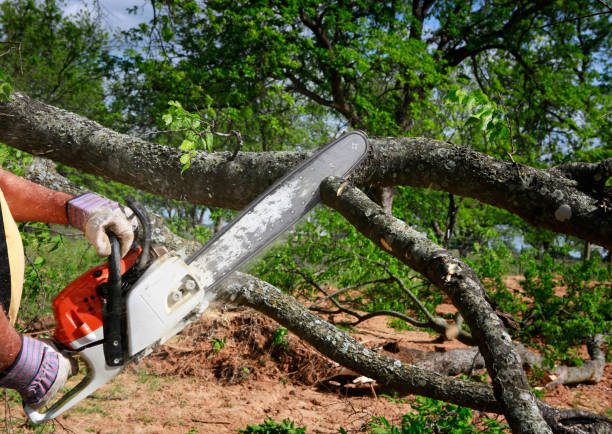 Best Lawn Grading and Leveling  in Kutztown, PA